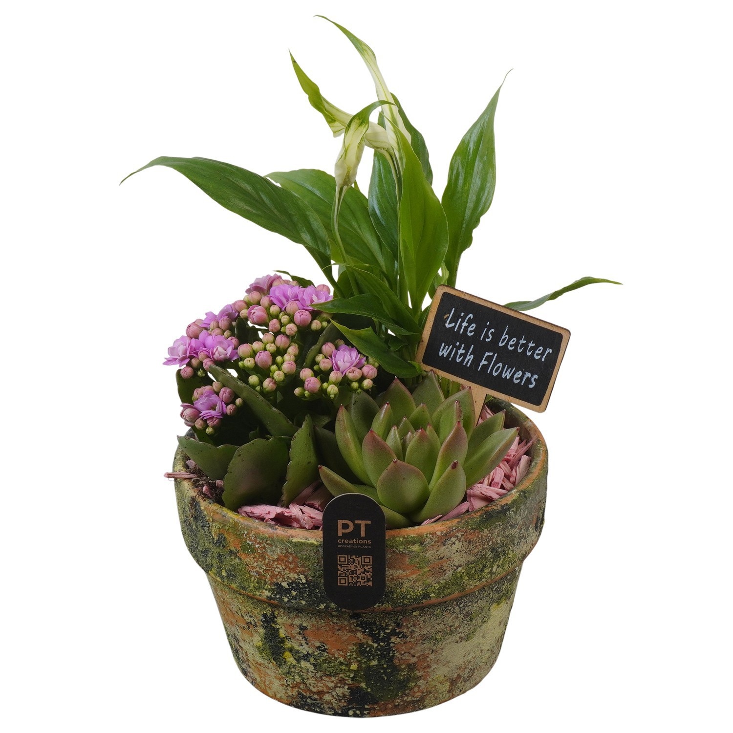 PTIB5205 Arrangement Indoor in terracotta pot, D 15