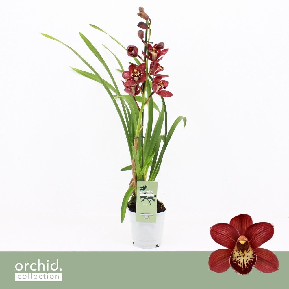 Cymbidium, Red Beauty Roy 1-spike 'Orchid Collection', D 12