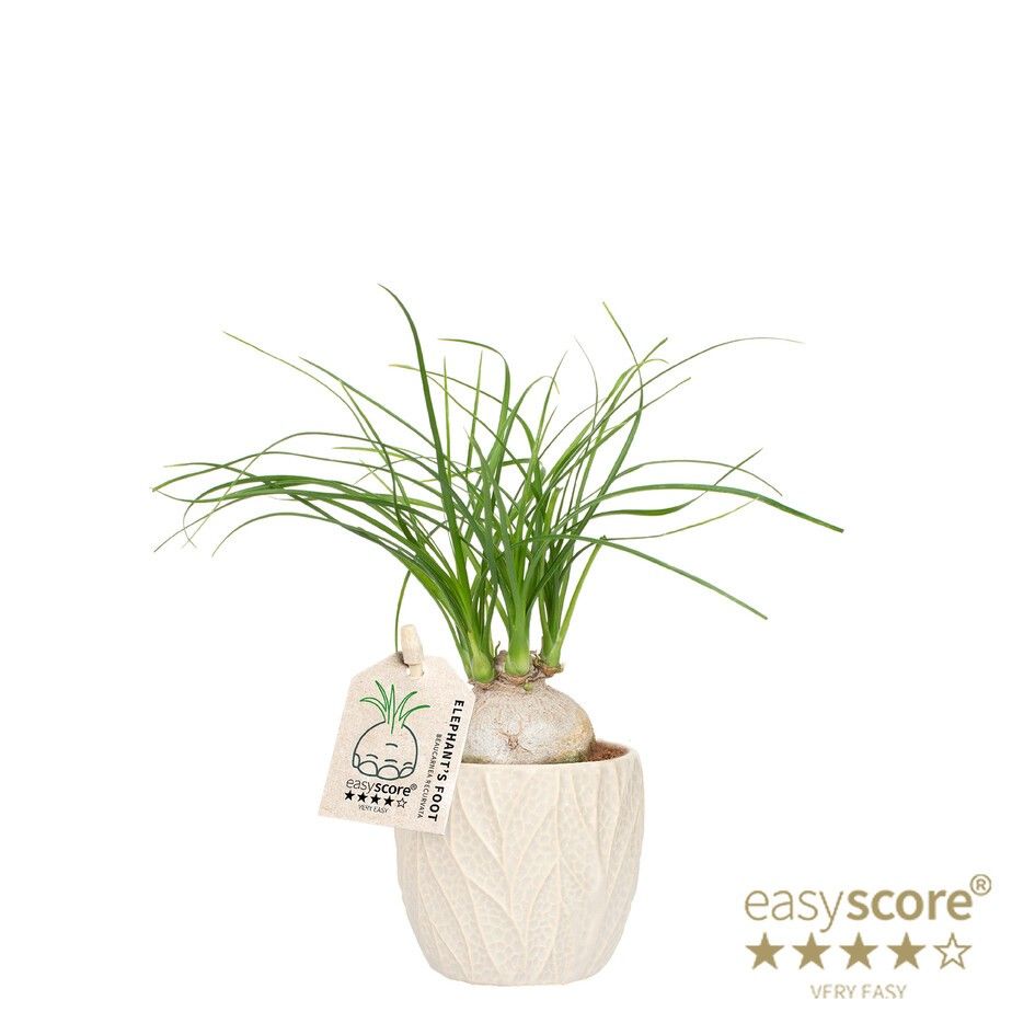 Leaf Sand, Beaucarnea rec. ´Nolina´, D 7