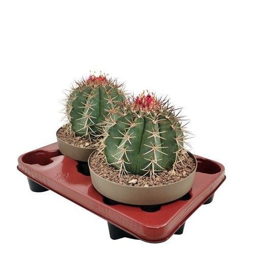 MELOCACTUS MATANZANUS - BOWL Ø 20 (CACTUS), D 20