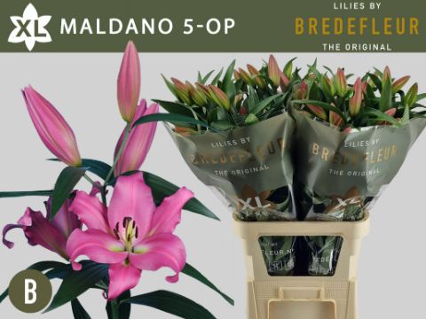 Лилия Малдано 100, шт.