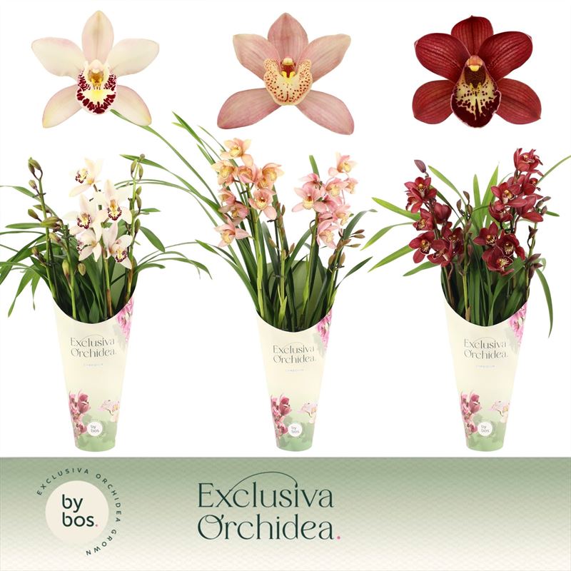 Potcover p12 exclusiva orchidea Cymbidium p12 mix 4T20+, D 12
