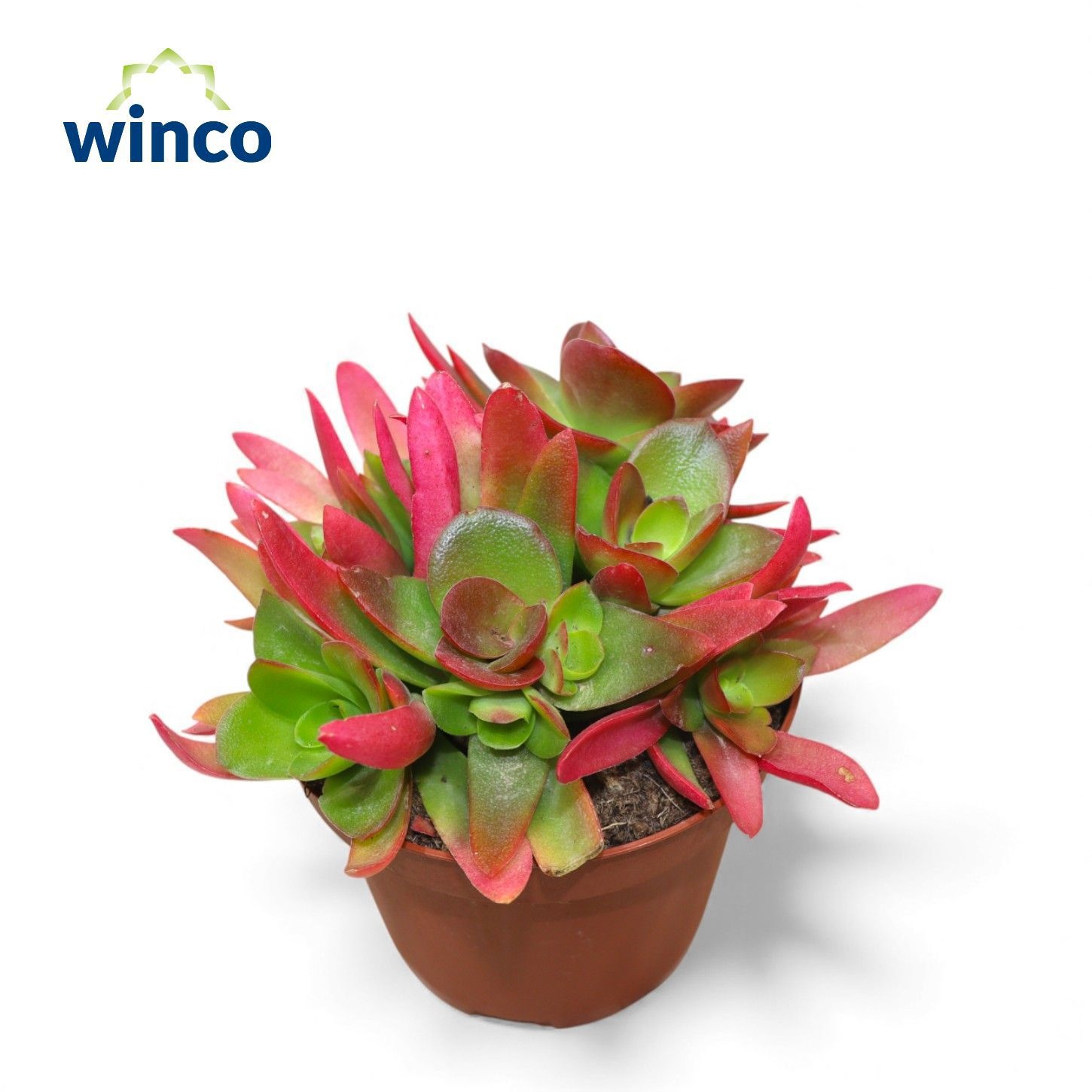 Crassula Capitella Campfire (Red), D 12