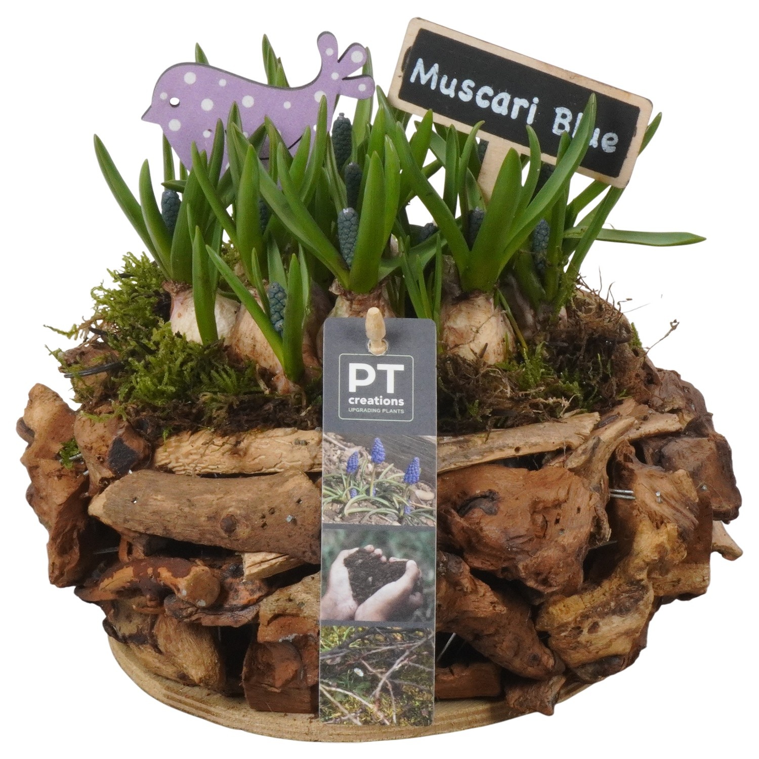PTMB6277 Arrangement Muscari Blue in hout pot, D 21