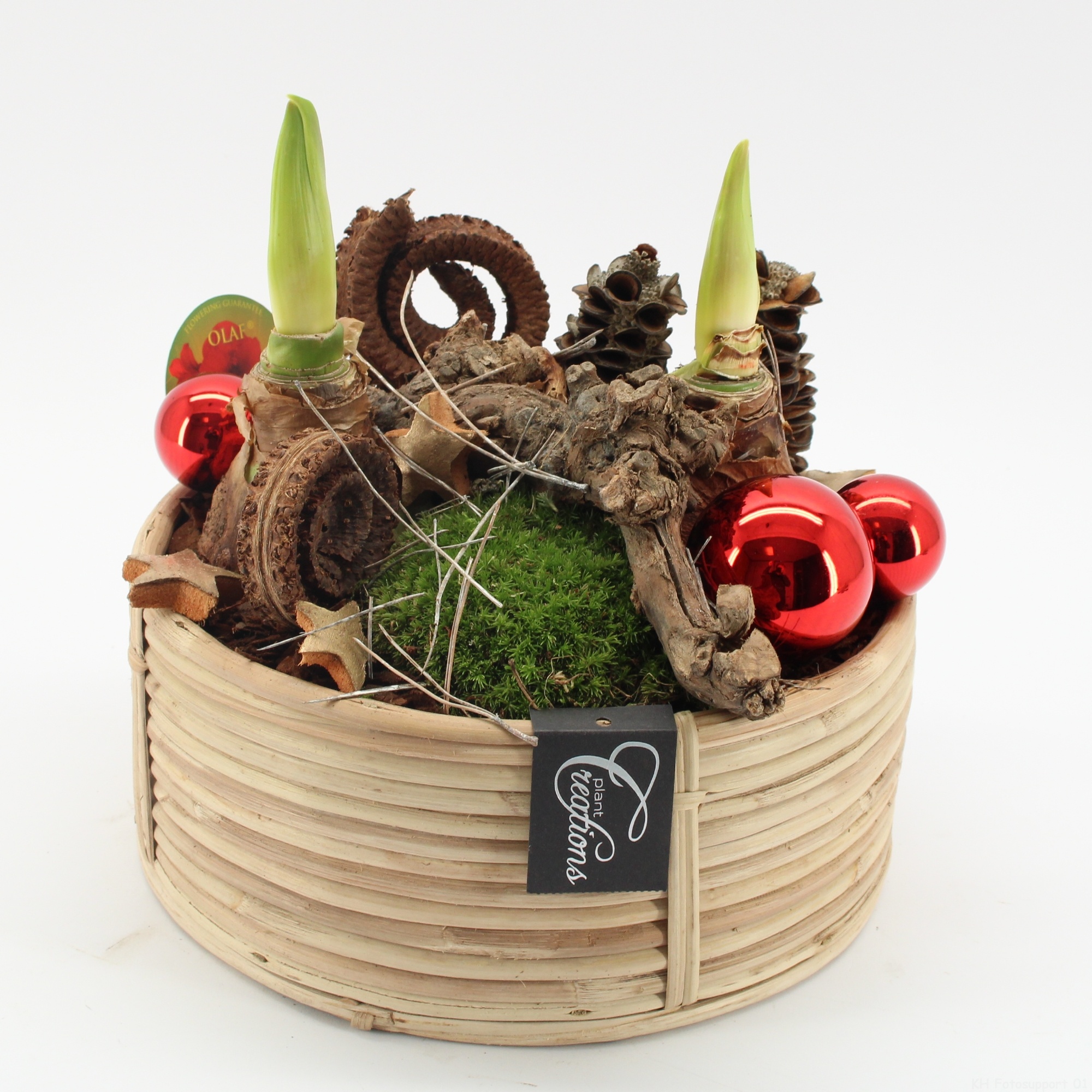 HICR-2502R Kerst Amaryllis, D 27 cm