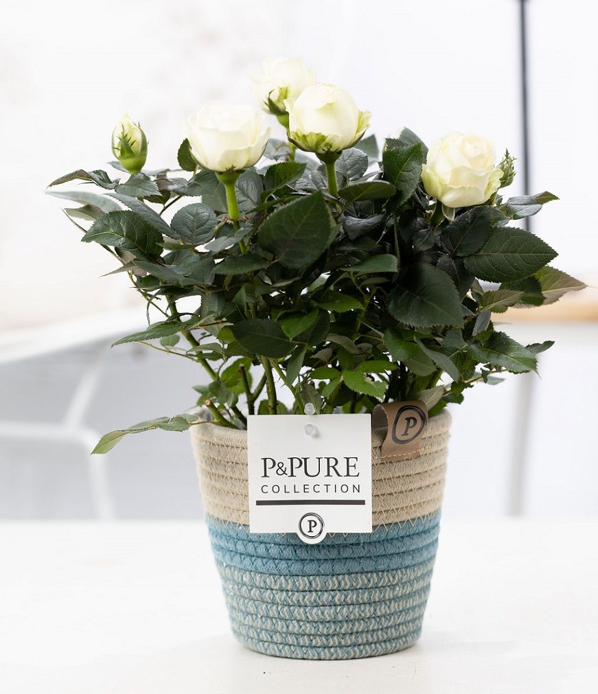 Rosa white in P&PURE Fashionpot Valerie, D 12