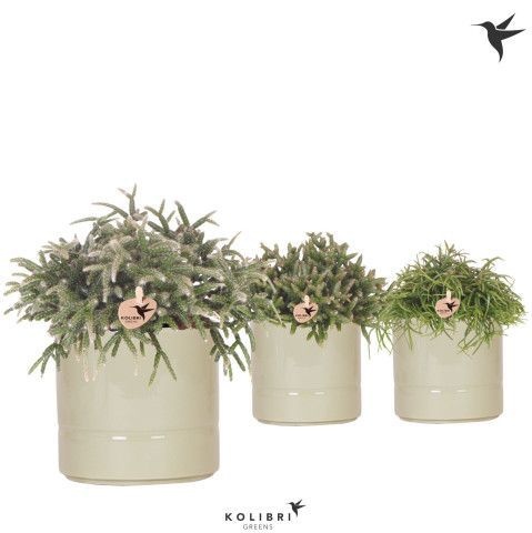 Kolibri Greens Rhipsalis mix in Pastel pot green, D 12