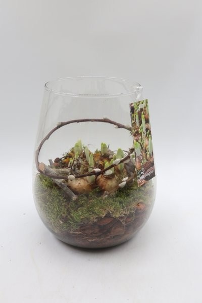 Narcis, glas Roma M, D 19