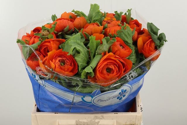 Ранункулус Саксесс Ламбада 40, шт.