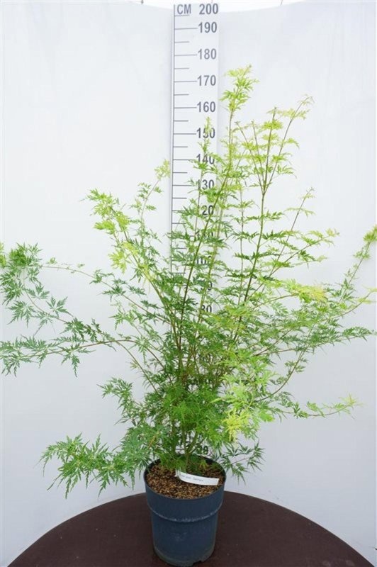 Acer pal. 'Seiryu', D 32