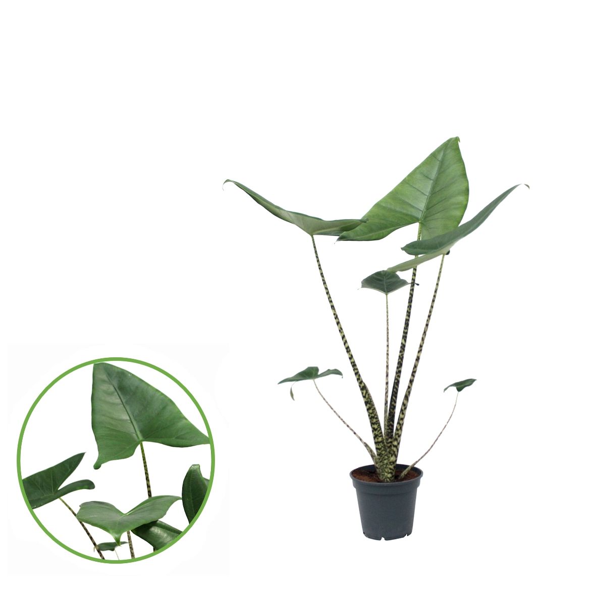 Alocasia Zebrina, D 17
