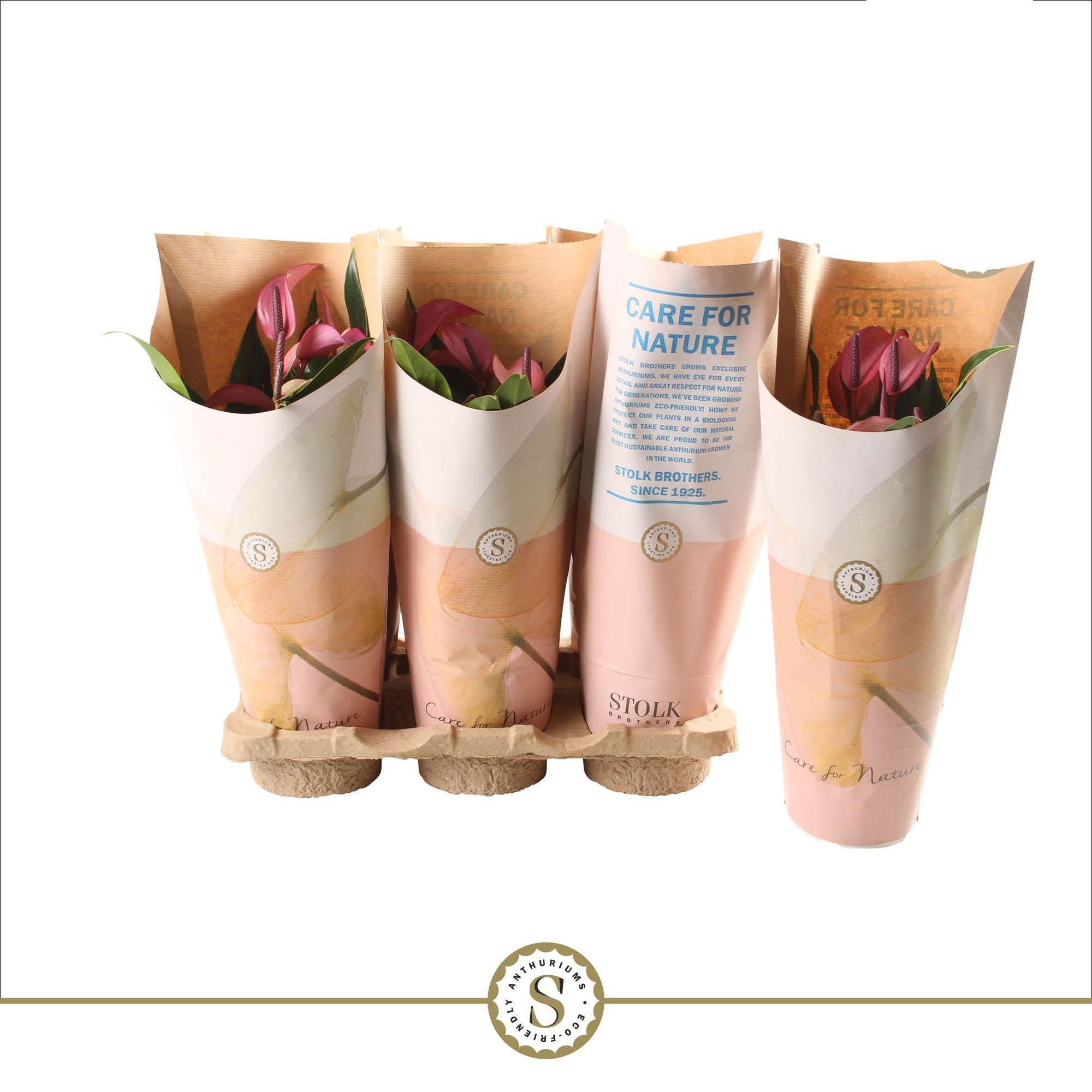 Anthurium Zizou 12cm in papieren hoes, D 12