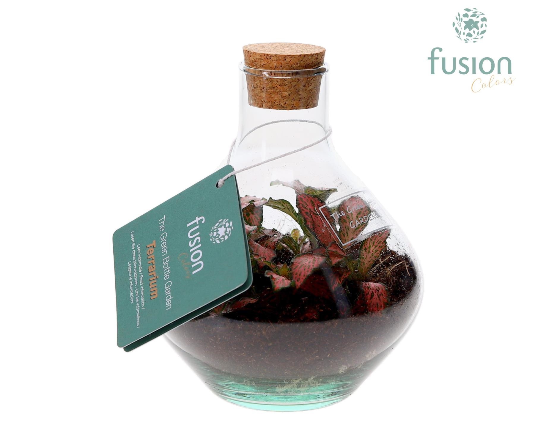 Terrarium John Mini met Fittonia, D 12