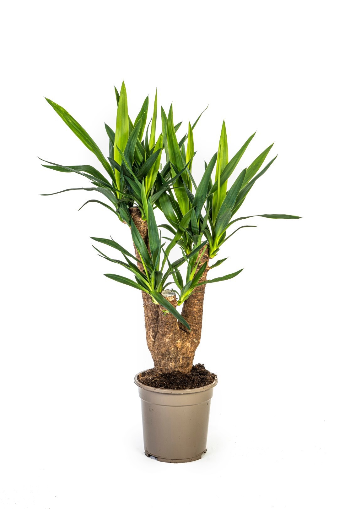 Yucca elephantipes verzweigt T21, D 21