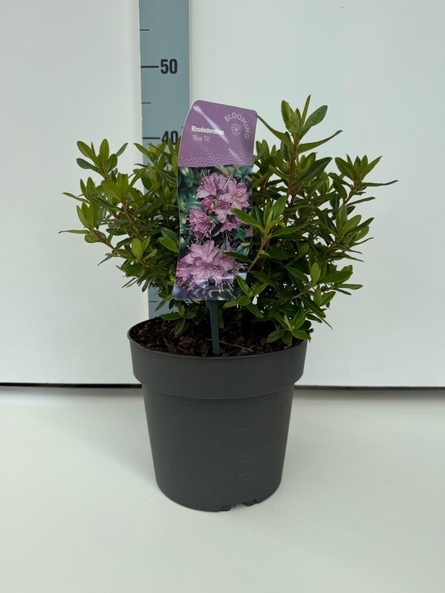 Rhododendron 'Blue Tit', D 21
