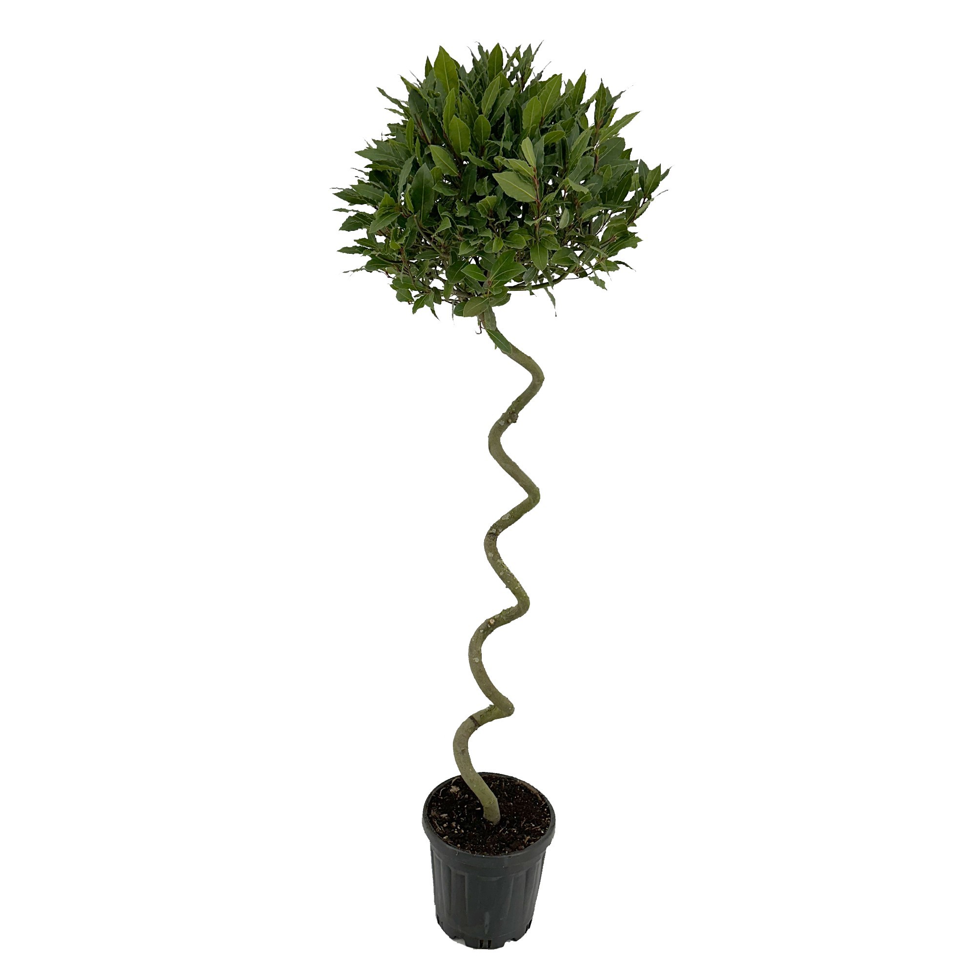 Laurus nobilis Kurketrekker, D 25