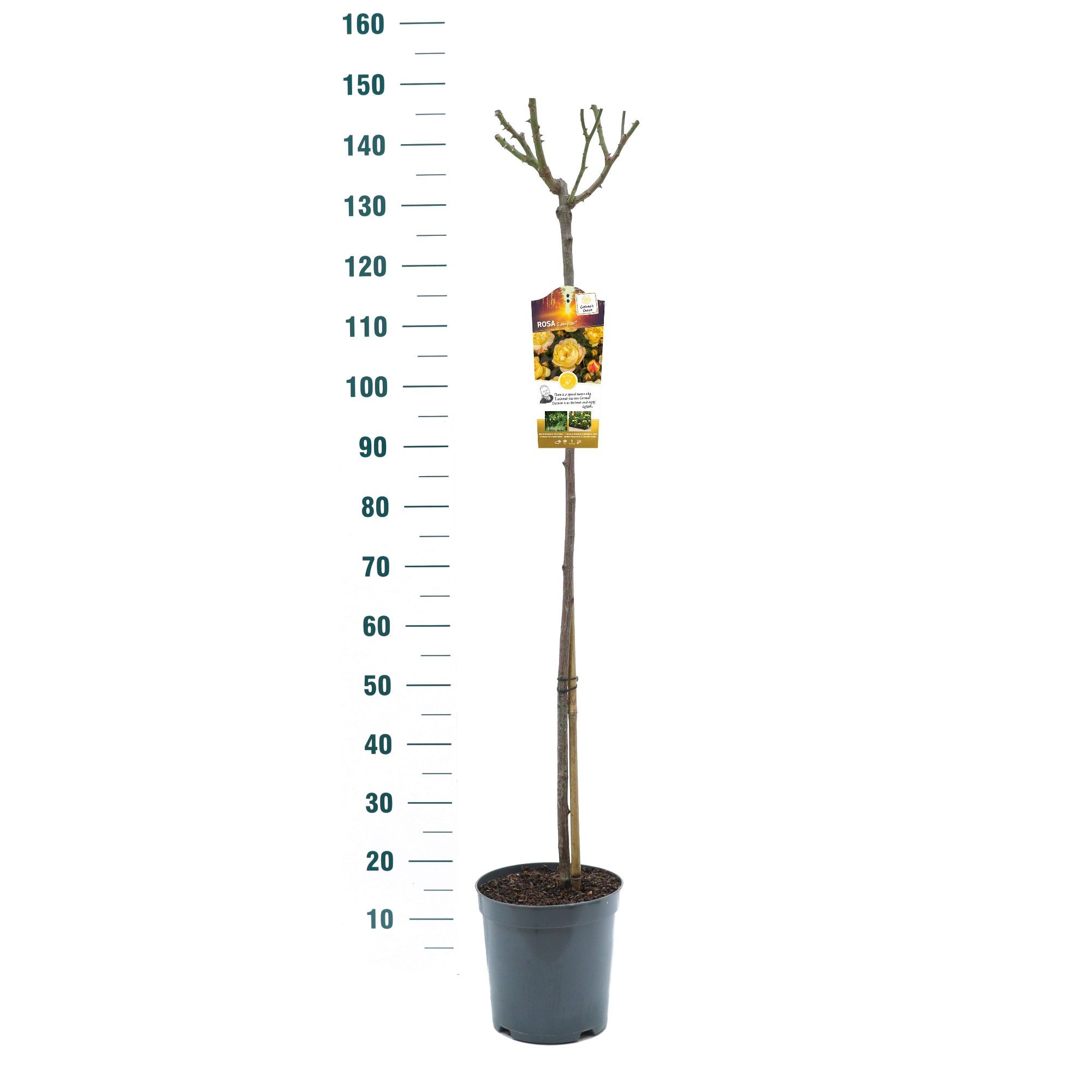 Rosa 'Lampion' - 110 Stam - Exclusive Collection, D 24