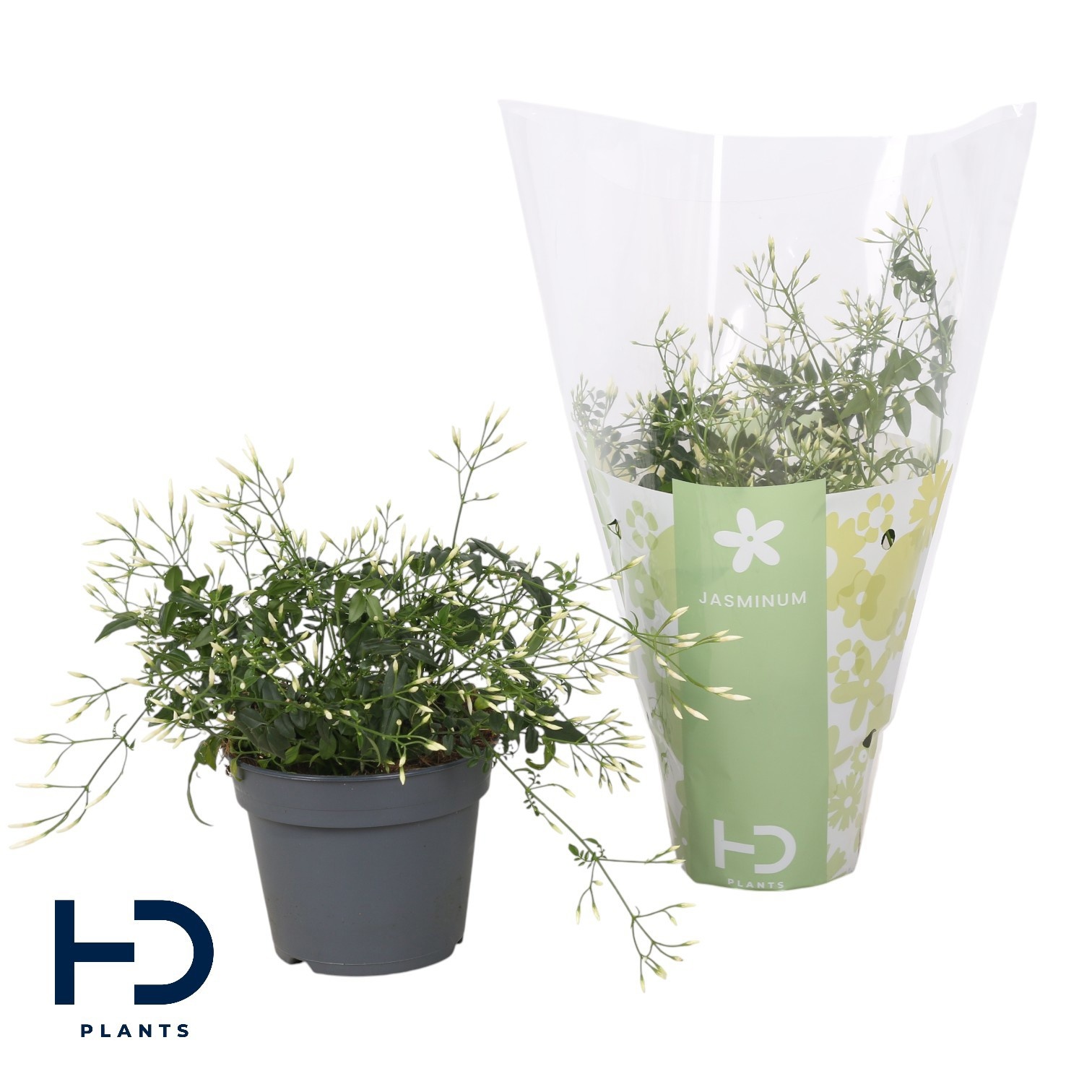 Jasminum struik 200 knop p12 (Jasmijn), D 12