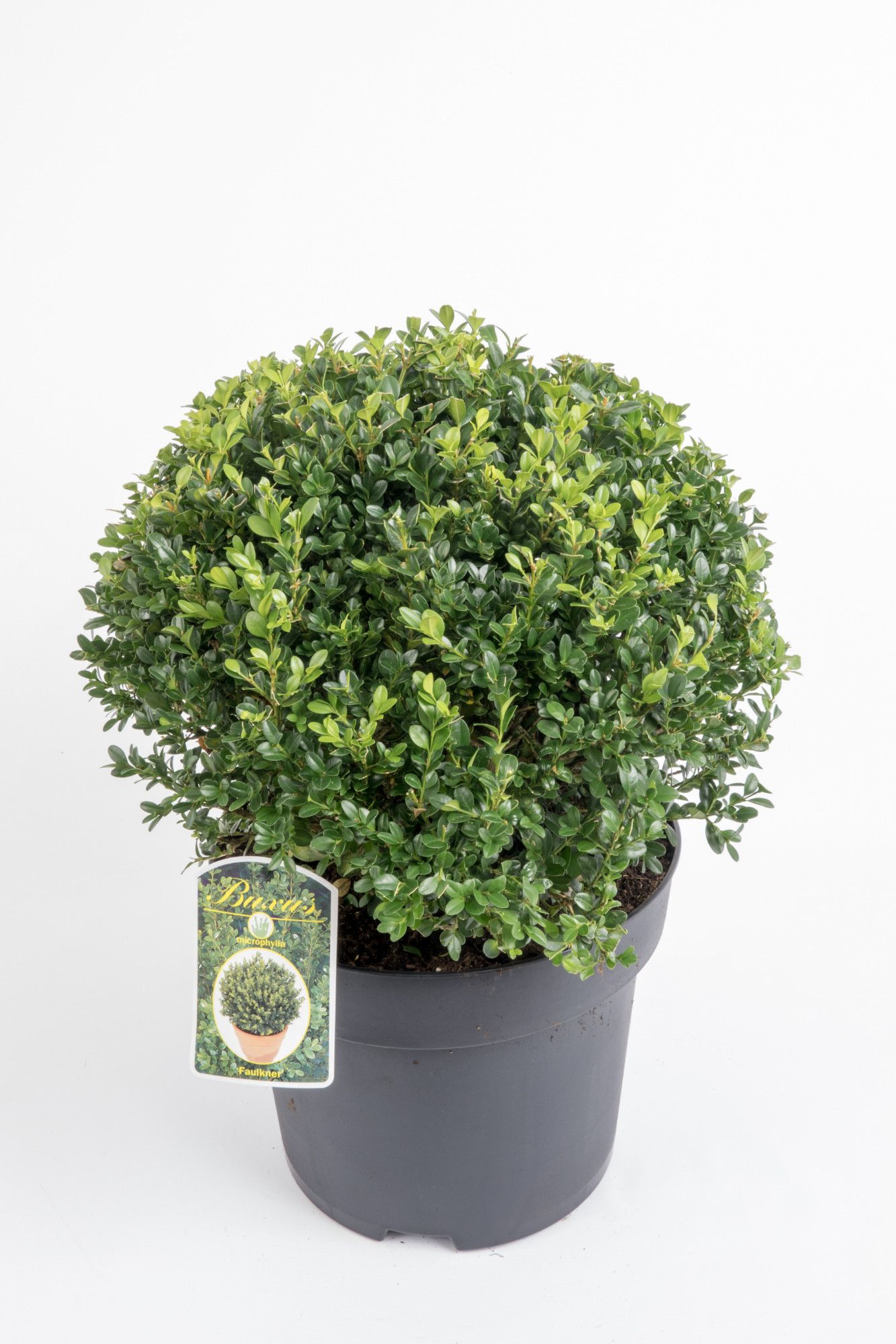 Buxus microphylla 'Faulkner' 30cm bol, D 29