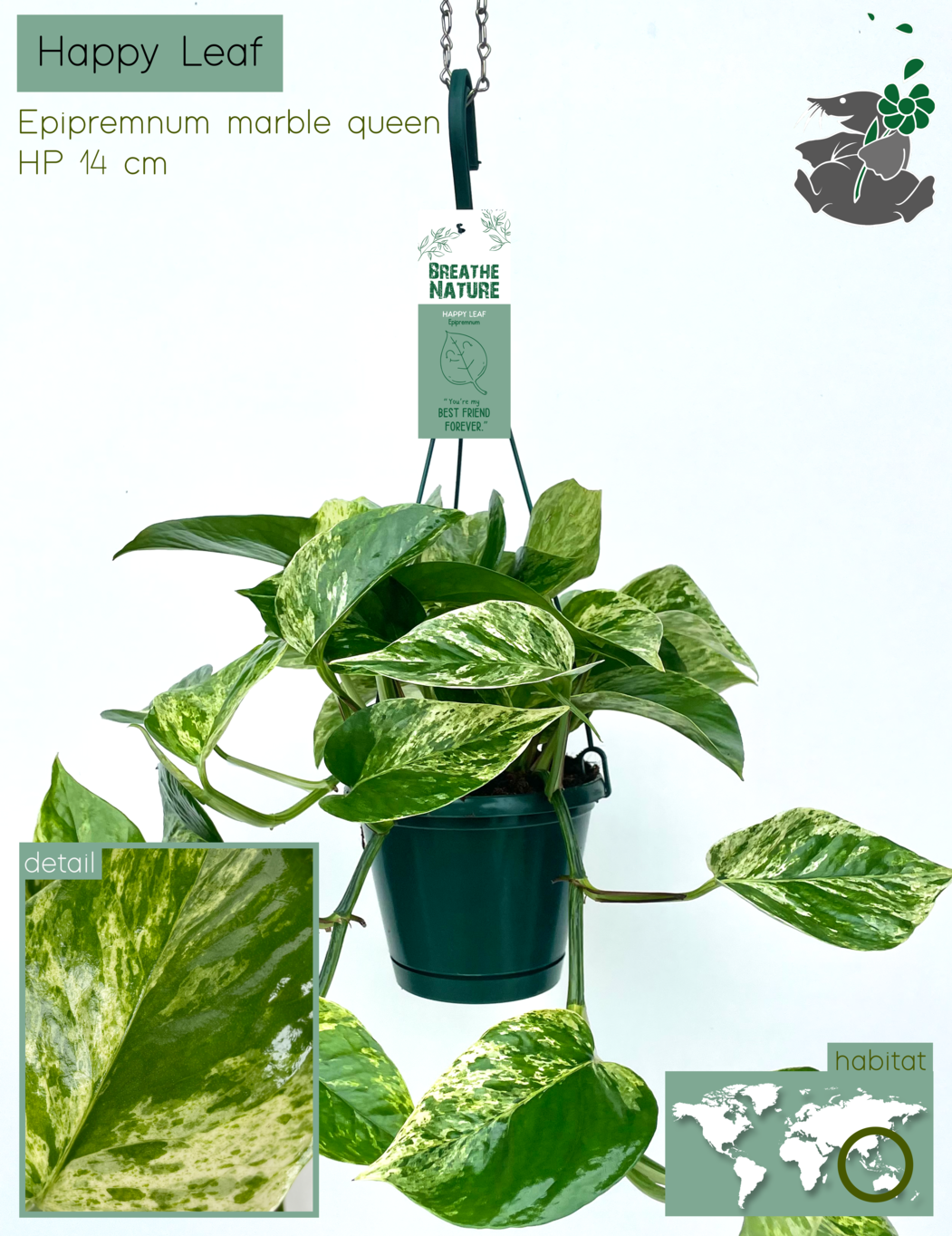 Epipremnum bont 14 cm, D 18 cm