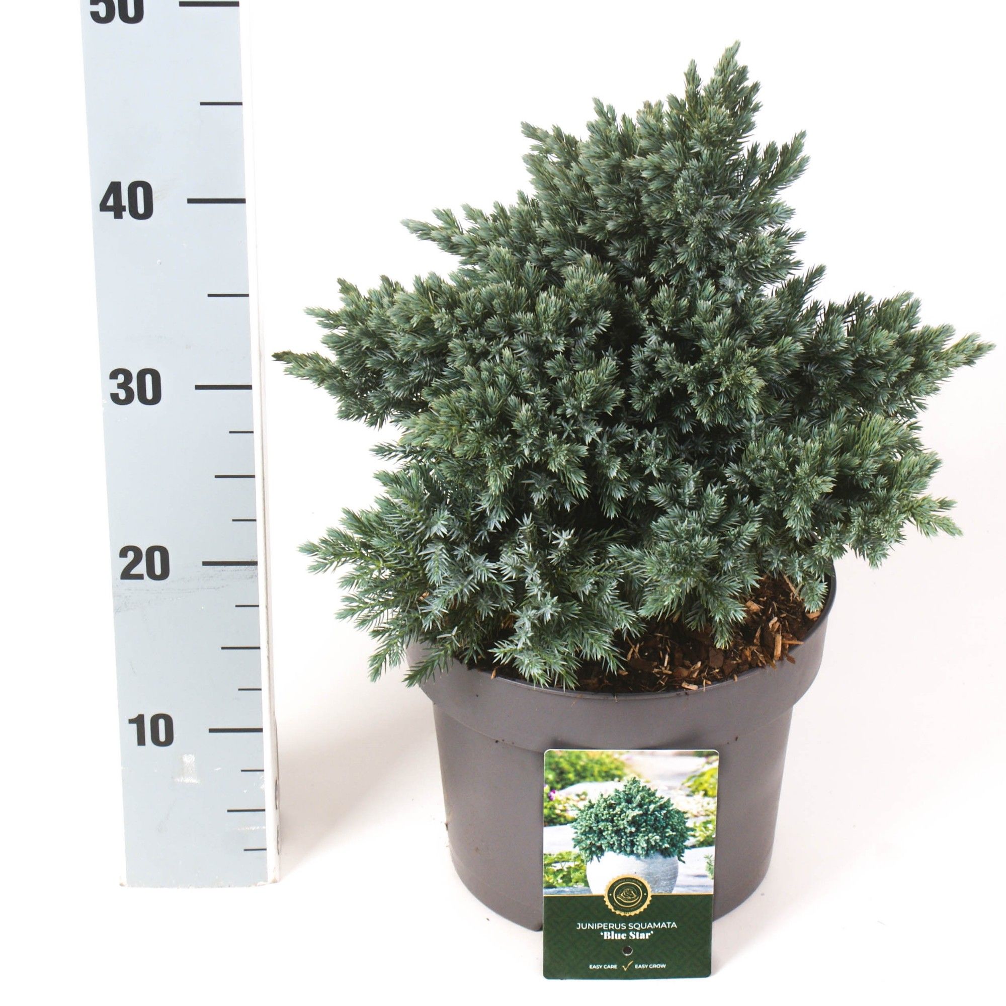 Juniperus s. 'Blue Star', D 23