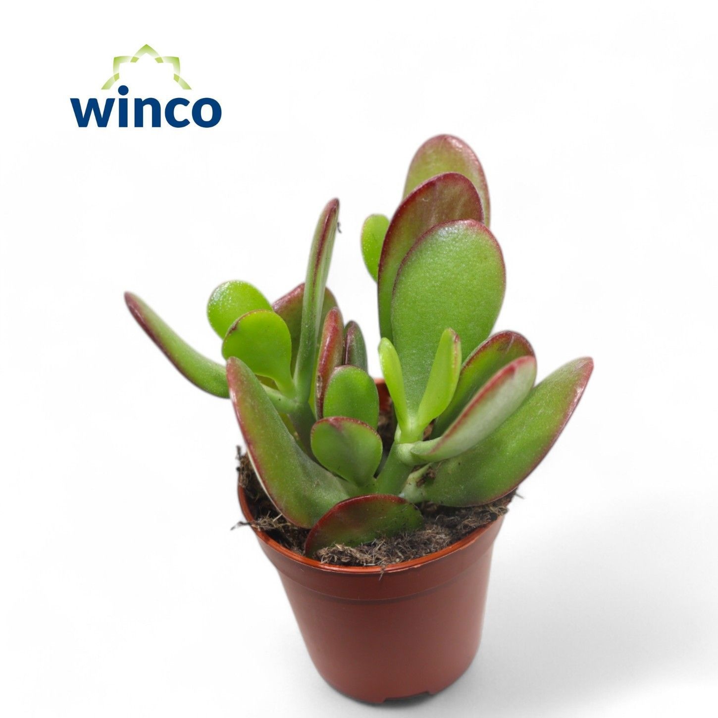 Crassula Ovata, D 5,5