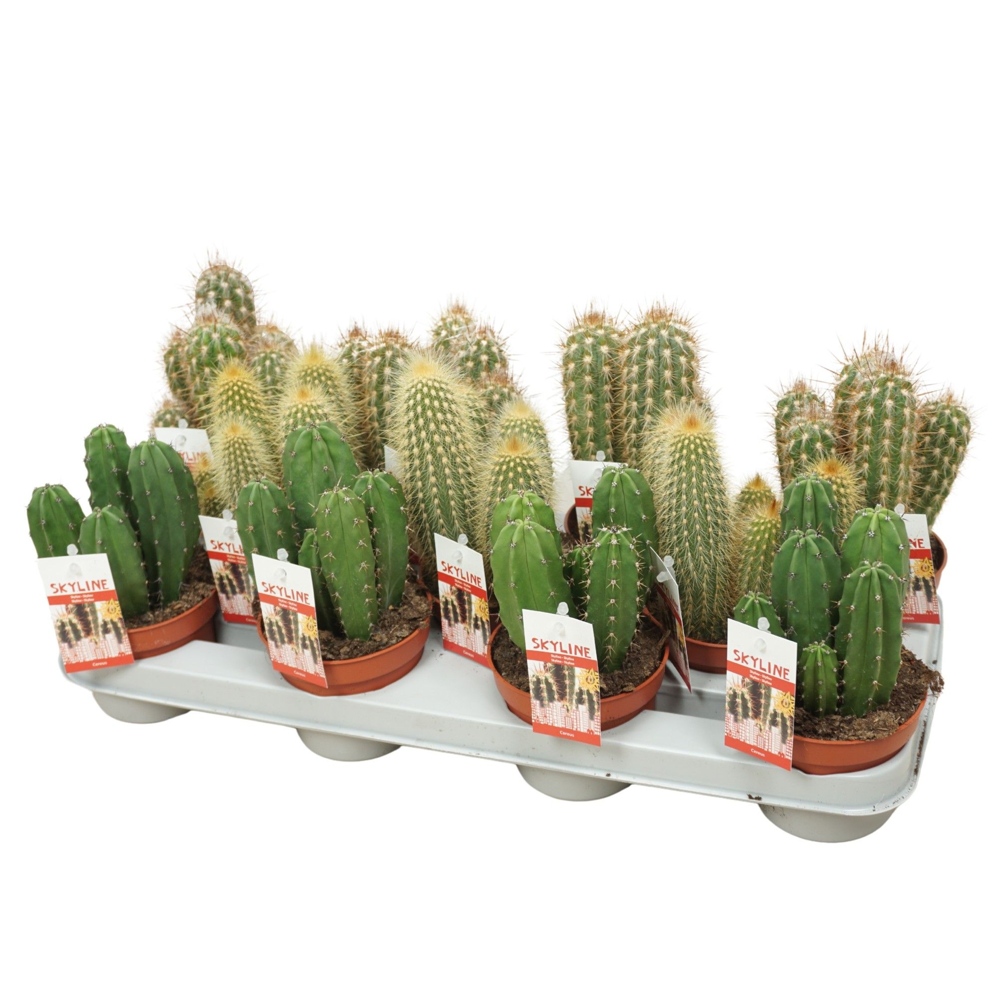 Cereus skyline 10,5 cm met etiket, D 10,5