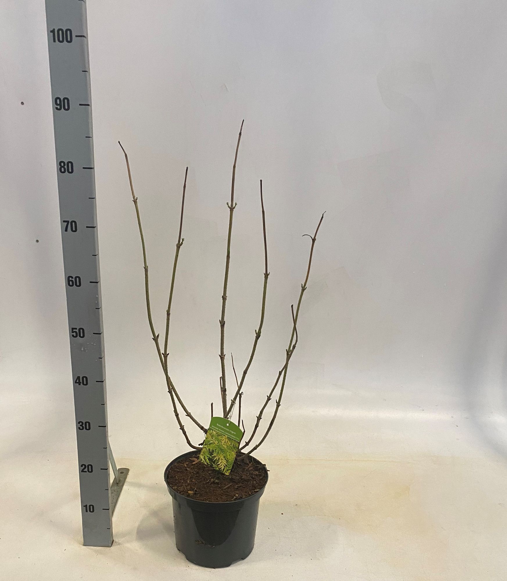 Sambucus nigra Golden Tower, D 23