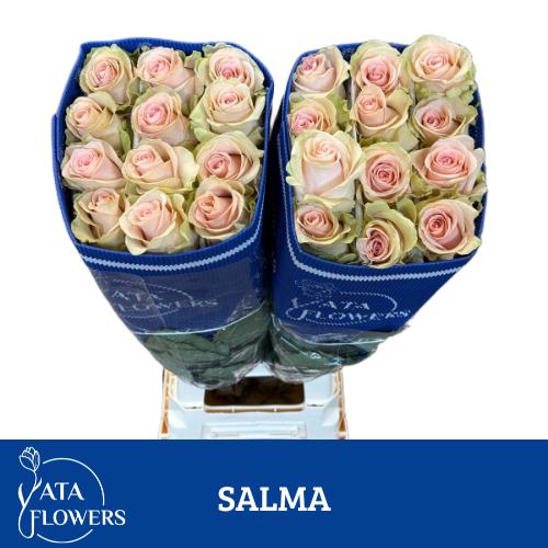 Роза од. Овериг 80, шт.