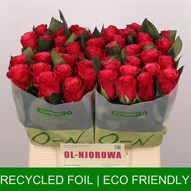 Роза од. Такази+ 40, шт.