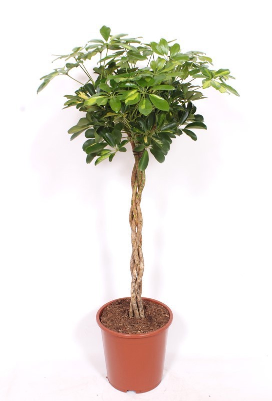 Schefflera Gold Capella, D 27