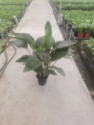 Стрелитзиа Николаи Берд оф Парадисе А Грейд 18 70/80 18 70