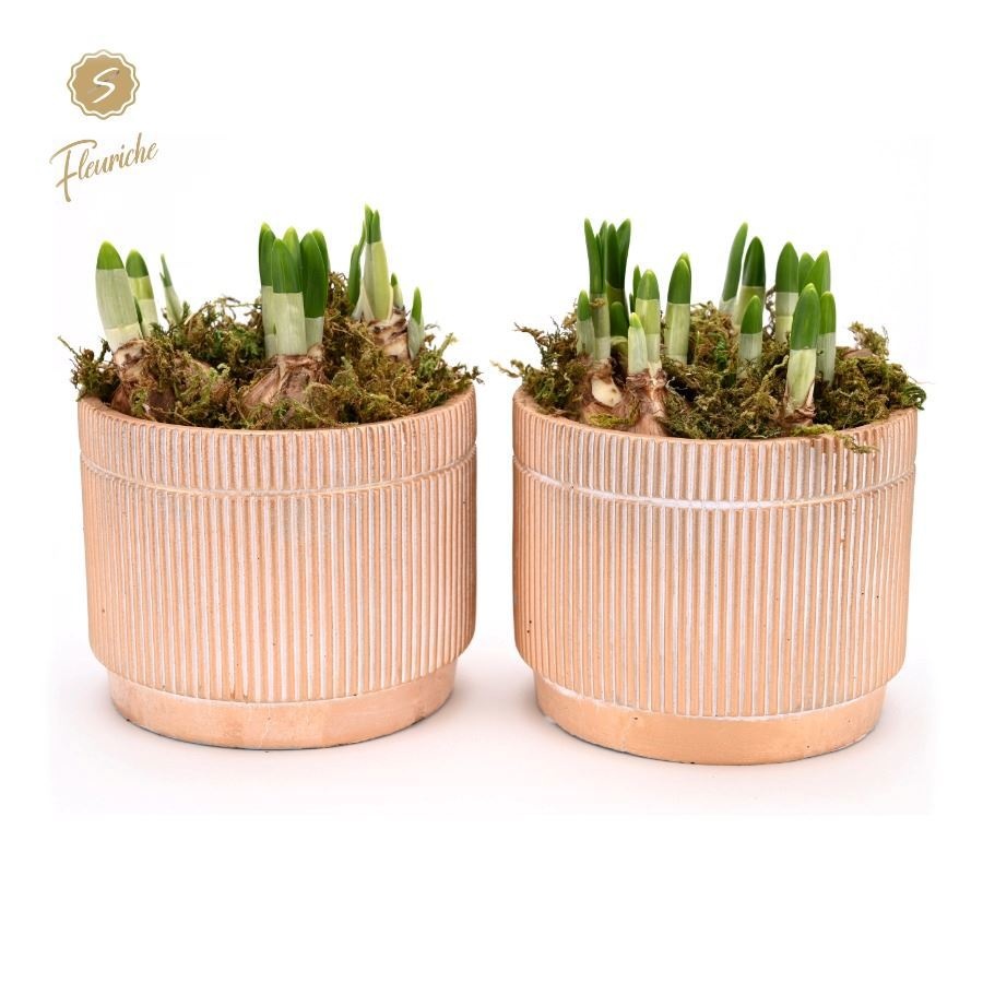 (3618) Narcissus Golden Pot [XL] 3PP Mos, D 14 cm