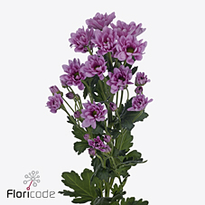 Хризантема куст. Рескью 70 (ярко-роз.), шт.