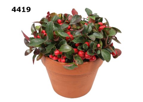 Gaultheria roodsteen azaleapot L, D 17 cm Gaultheria roodsteen azaleapot L, D 17 cm