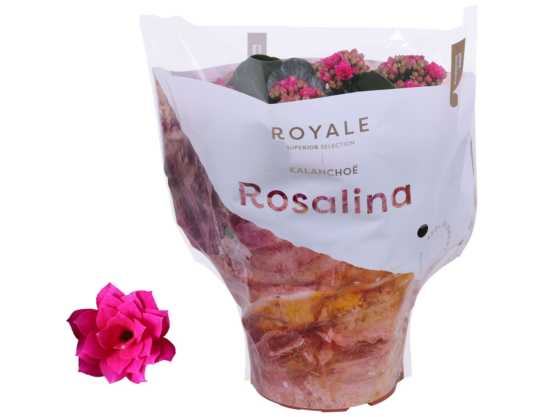 Kalanchoe Rosalina 15cm Royale Victorio paars, D 15