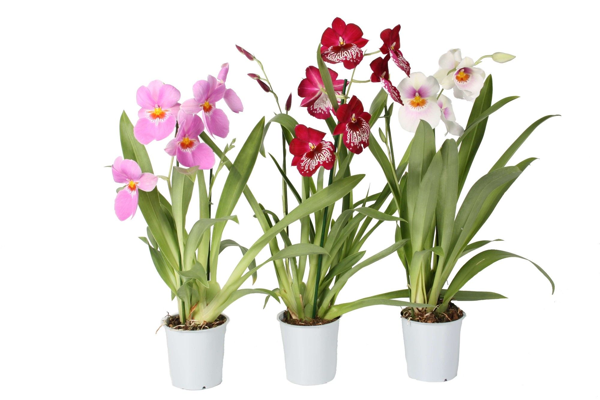 Miltonia 2 tak mix 12 cm, D 12