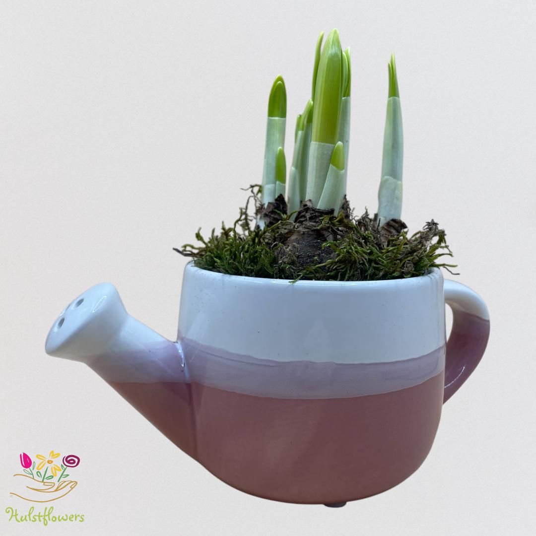 Narcissus arrangement Gieters Springcolour Keramiek, D 9