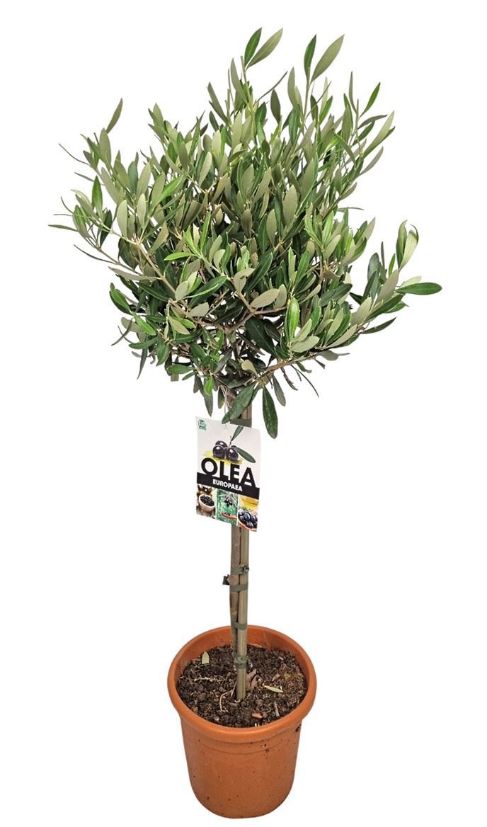 Olea Europaea Stem - 1241, D 18 cm Olea Europaea Stem - 1241, D 18 cm