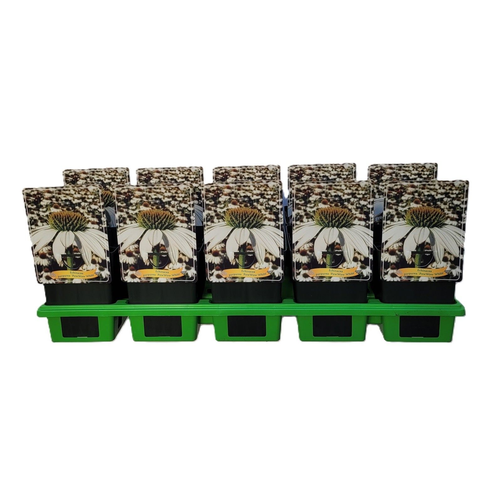Echinacea 'Pow Wow White' P11, D 11