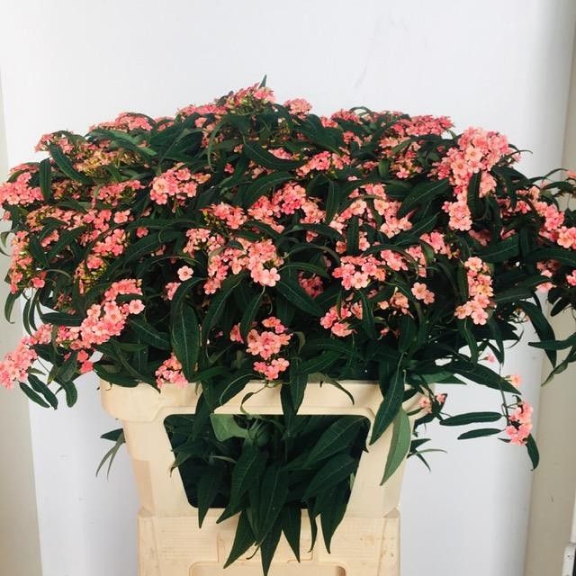 Эуфорбия куст. Пинк Барон 80, шт.