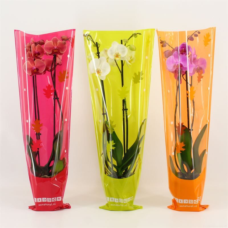 Phalaenopsis gemengd 2 tak gemengd in herfst hoes, D 12 cm