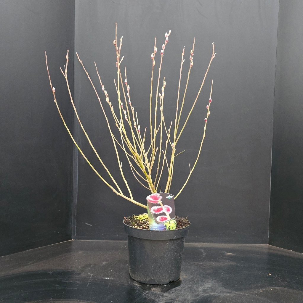 Salix gracilistyla 'Mt. Aso', D 26