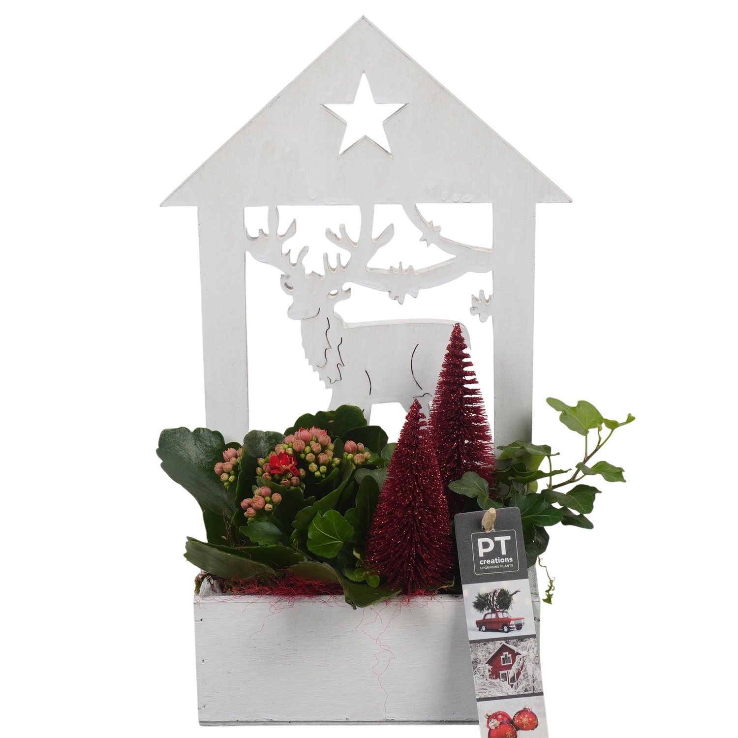 PTCHR7404 Arrangement Christmas Red in houten pot, D 16 cm