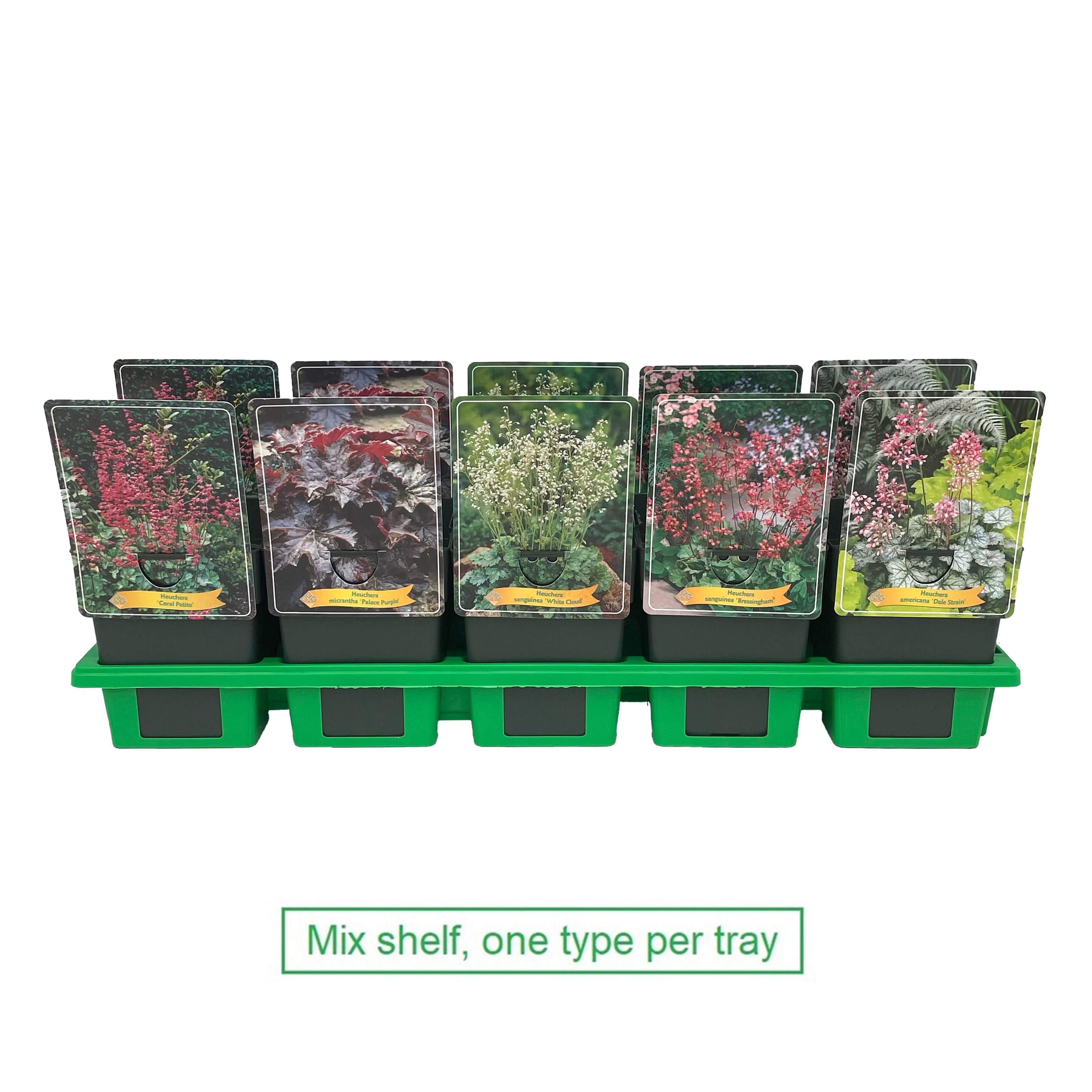 Heuchera mix laag P11, D 11