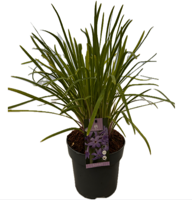 Tulbaghia 'Flamingo P22', D 22