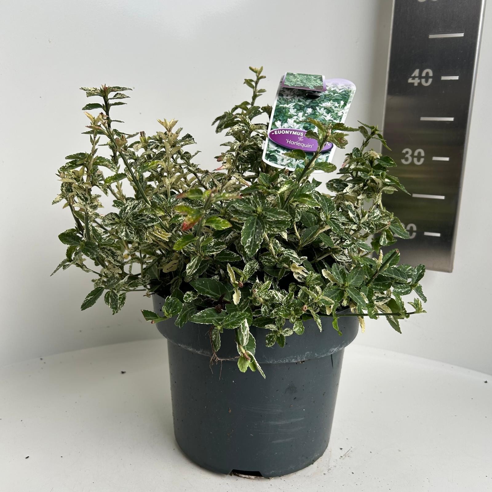 Euonymus fort. Harlequin, D 23