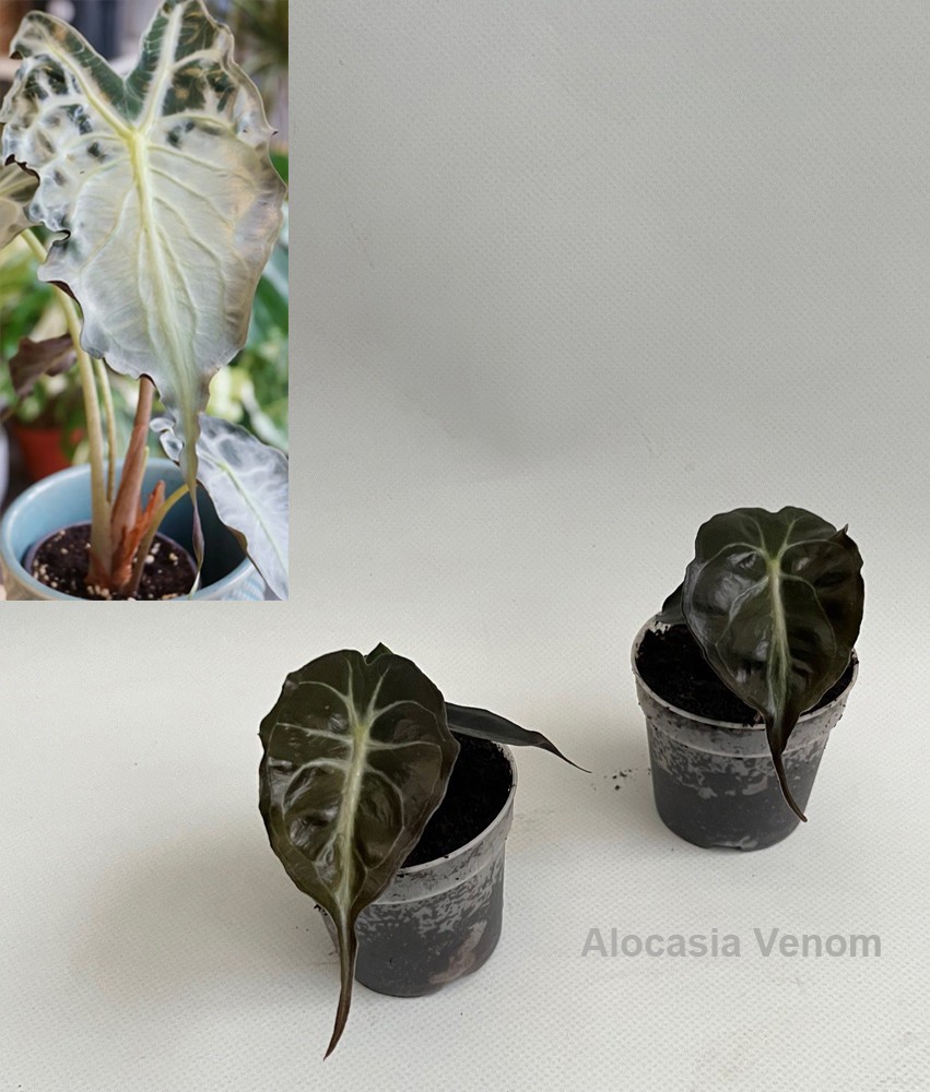 Alocasia Venom 7cm *NEW*, D 7