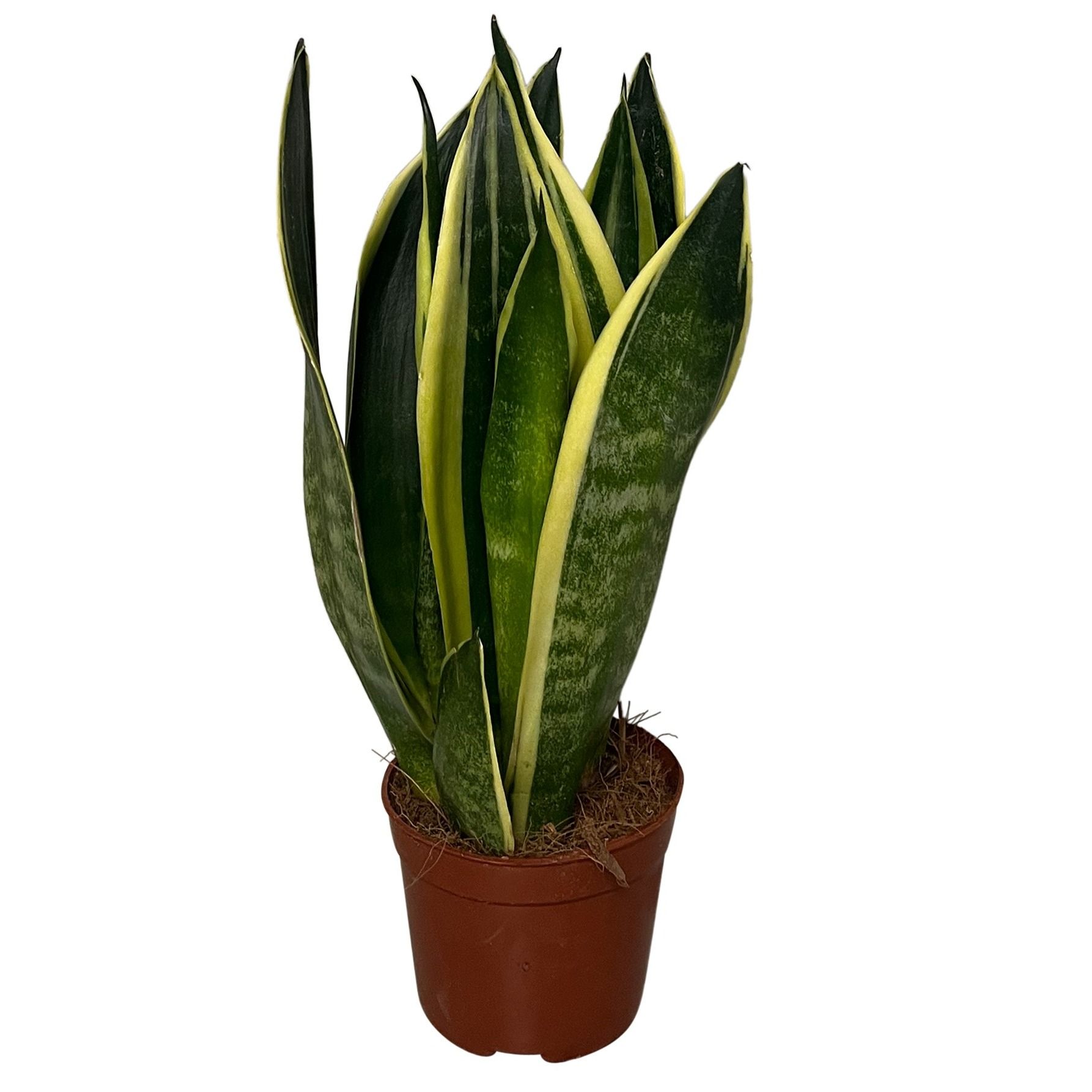 Sansevieria Canary, D 9