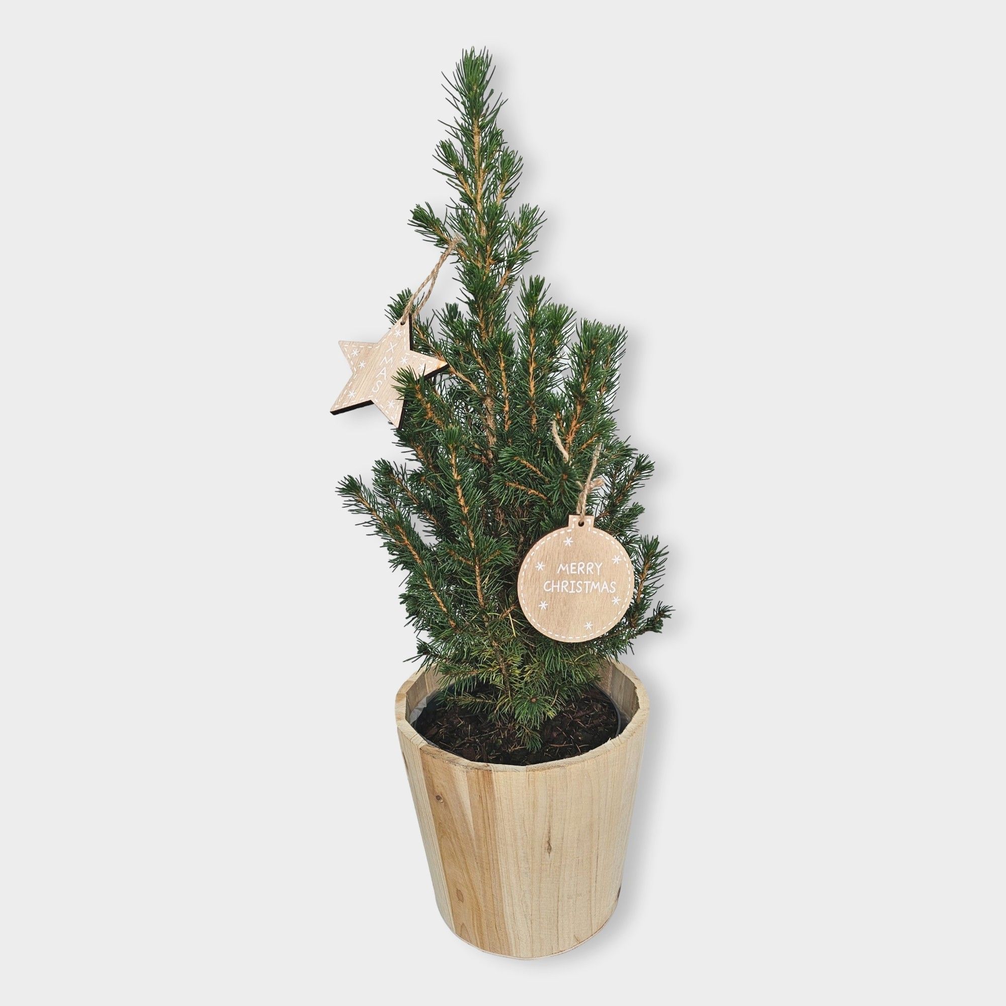 Picea glauca 'Conica' 55cm in houten pot, D 15 cm